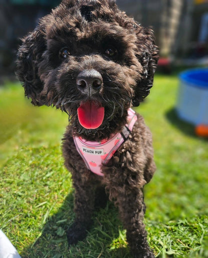 Feelin' Peachy Step in Harness and Lead Bundle